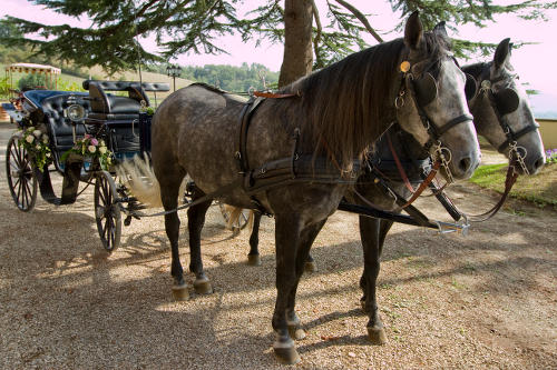 Horses and carriages at Villa Poggio Bartoli