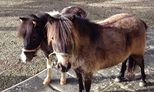 Cavalcare Pony a Villa Poggio Bartoli